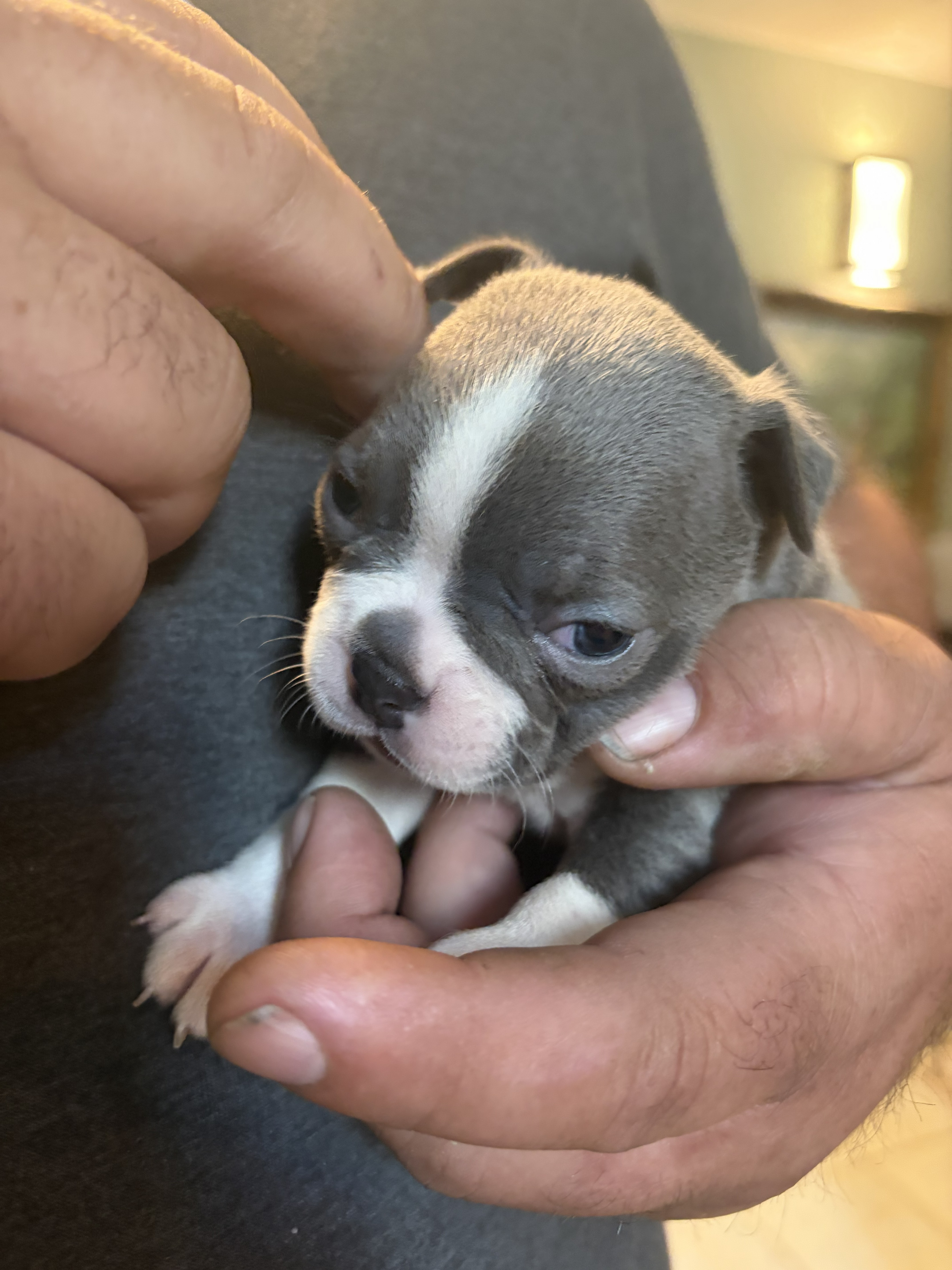 Lucy the Puppy