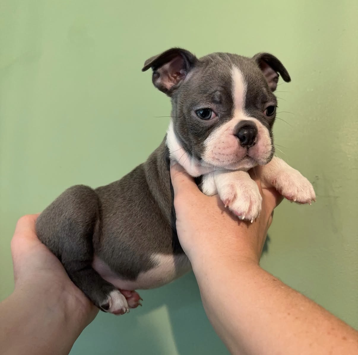 Lucy the Puppy